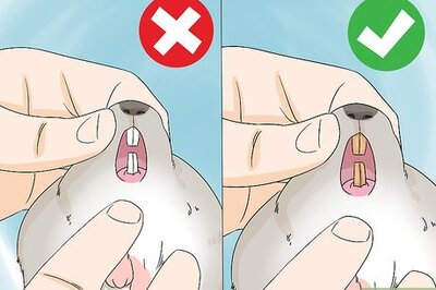 How to Handle Calcium Deficiency in Chinchillas