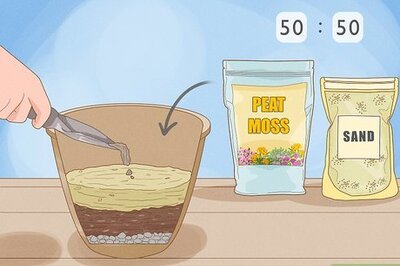 How to Grow Adeniums