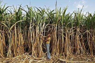 India gives loans to sugar mills to help clear $3.3 billion owed to farmers