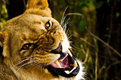 Why Lionesses Are Better Hunters Than Lions