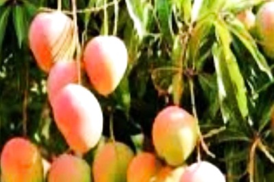 In North 24 Parganas, This Man Grows 140 Exotic Mango Varieties In His Garden