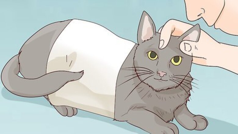 How to Diagnose and Treat Ovarian Remnant Syndrome in Cats