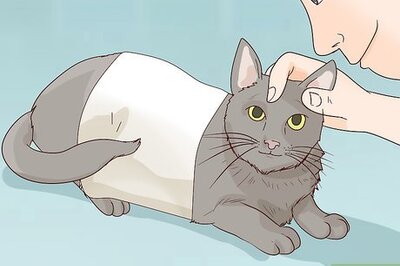 How to Diagnose and Treat Ovarian Remnant Syndrome in Cats