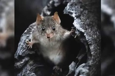 These Small Mouse-like Creature’s Males Mate Themselves To Death