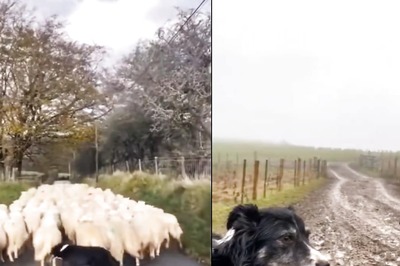 This Video Of Sheepdog At Work Is Tutorial On Management