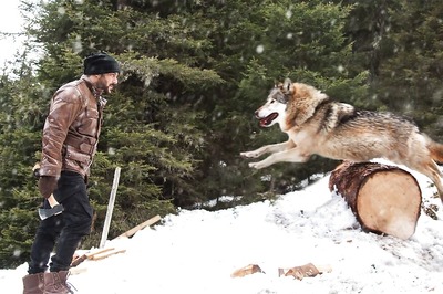 Watch: Salman Khan Battles Wolves In Tiger Zinda Hai
