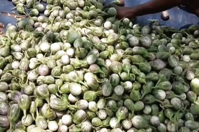In Tamil Nadu, Prices Of Brinjal Fall As Supply Surges After Good Rainfall