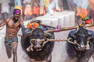 In Shivamogga, Annual Buffalo Race Kambala To Be Organised Next Year