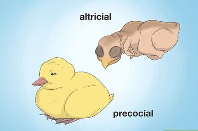 How to Feed a Baby Bird