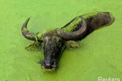 Actors ride buffaloes to promote film