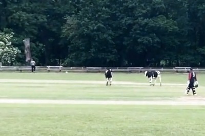 Cows Make Guest Appearance On Ground to Halt Cricket Match, Video Goes Viral - WATCH