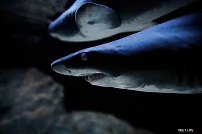 Over 2,400 shark teeth recovered from passenger