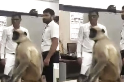 Monkey Enters Ticket Counter At Warangal Railway Station, Wreaks Havoc For An Hour