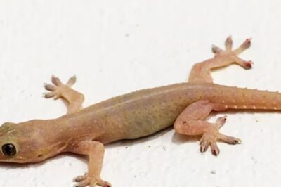 Did A Lizard Just Fall On You? This Is What It May Signify