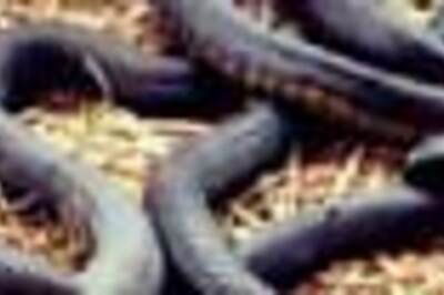 Snake halts Orissa Assembly proceedings