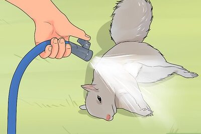 How to Clean a Squirrel