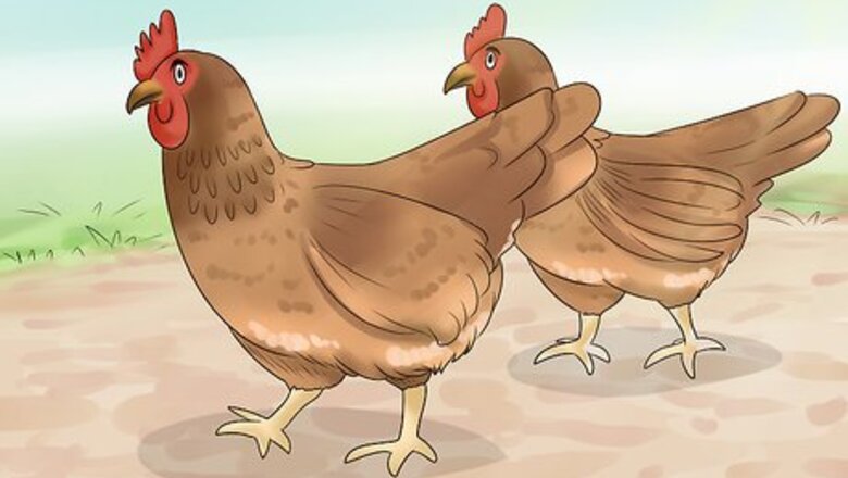 How to Keep Owls Away from Chickens