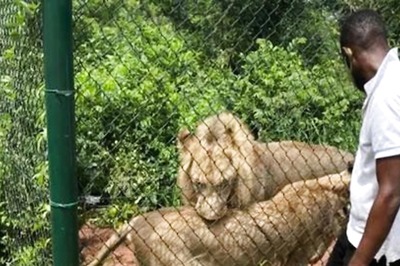 Ghana Man, Trying To Steal Cubs, Mauled To Death By Lion