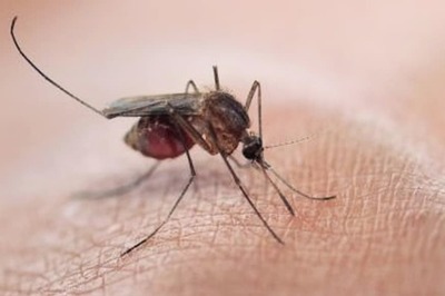 Researches Find Malaria Parasite That Prepares For Infecting Human Food