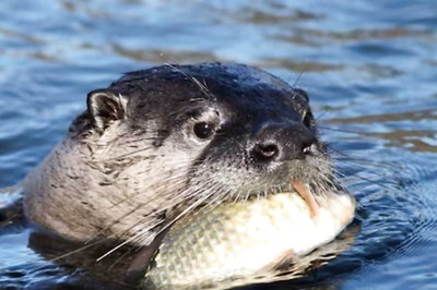 Fishing With Otters: An Ancient Practice Facing Extinction In Bangladesh