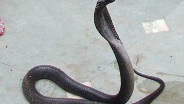 Mother, daughter die of snake bite in Ballia