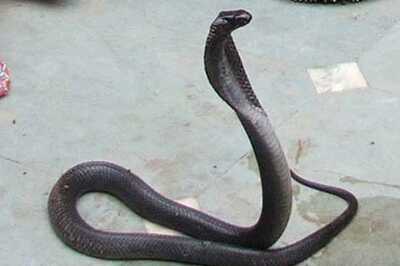 Mother, daughter die of snake bite in Ballia