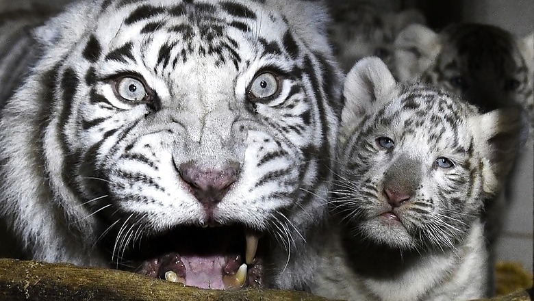 Zoos Asked to Remain on High Alert, Collect Samples for Covid-19 Testing