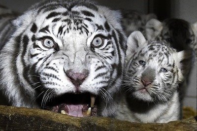 Zoos Asked to Remain on High Alert, Collect Samples for Covid-19 Testing