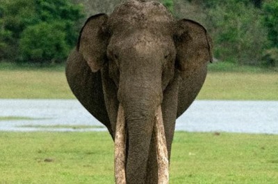 5 National Parks That You Can Visit During Monsoon