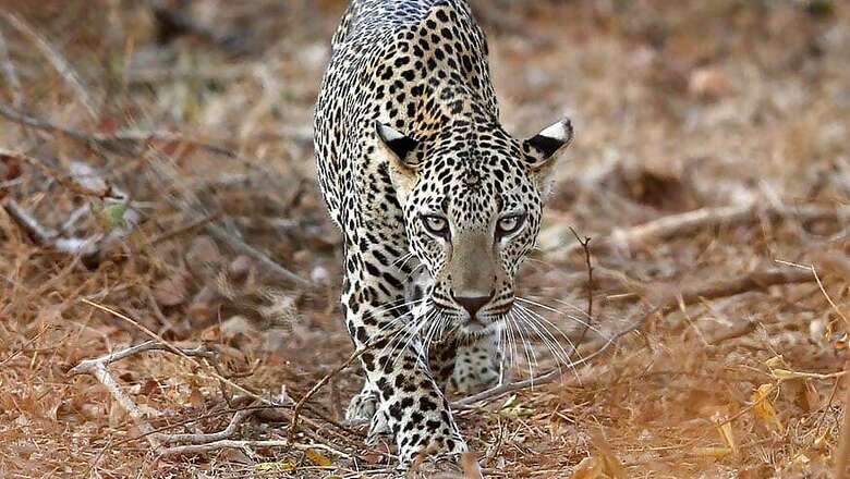 11-year-old Girl Saves 4-year-old Brother from Leopard Attack in Uttarakhand Village