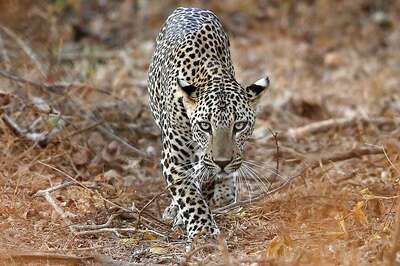 11-year-old Girl Saves 4-year-old Brother from Leopard Attack in Uttarakhand Village