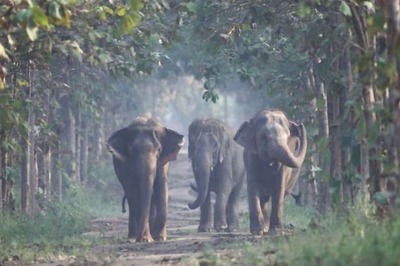 'My Father Is One of The Biggest Wildlife Buffs': Anant Shares How Mukesh Ambani Inspired His Love for Animals | News18 Interview