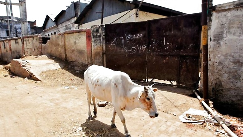 Blood in Milk Due to Bovine Mastitis Responsible for 70% Loss in Production: IIT-Roorkee Study