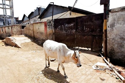 Blood in Milk Due to Bovine Mastitis Responsible for 70% Loss in Production: IIT-Roorkee Study