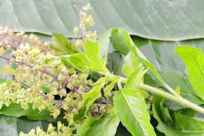 Is Drinking Tulsi Water Really Beneficial For Health? Find Out