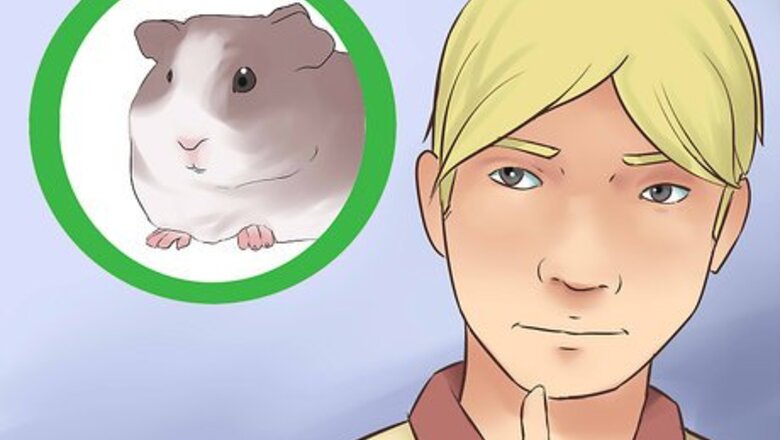 How to Introduce Your Guinea Pig to Floor Time
