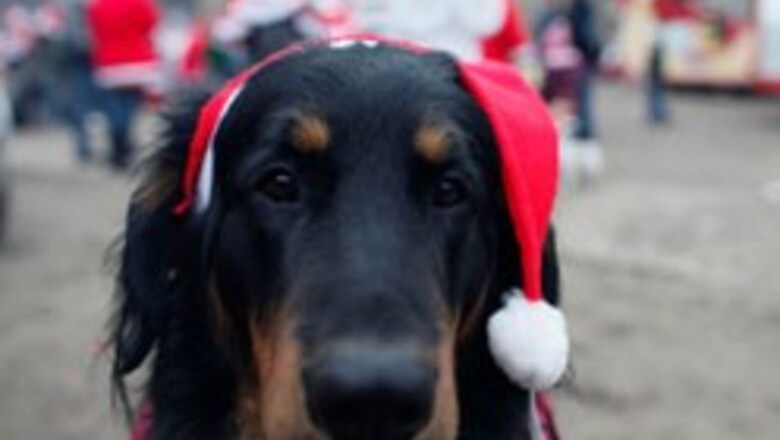 Owners splurge on dogs' stay at Berlin luxury resort