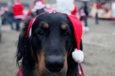 Owners splurge on dogs' stay at Berlin luxury resort