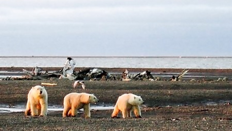 Trump administration approves oil drilling in Alaska wildlife refuge