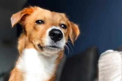 A Commitment to Quality Ingredients for Happy, Healthy Dogs