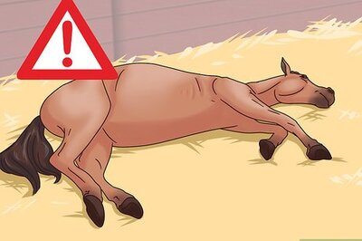 How to Cure Colic in Horses and Ponies