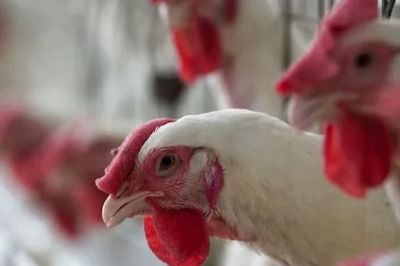 Bird Flu: WHO Confirms First Human Death Due To H5N2 Variant