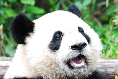 Panda Diplomacy Is Back: China Sending Two Bears To Washington