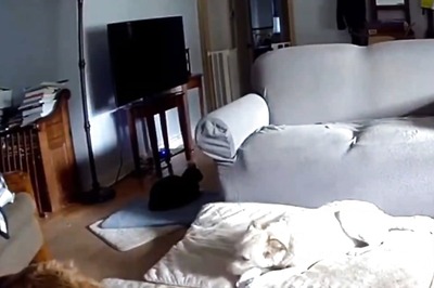 Watch: Pet Dog Sets House On Fire By Chewing On Lithium-Ion Battery In US
