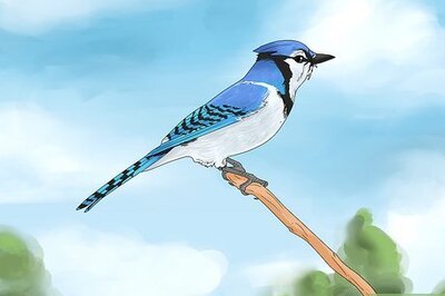 What Does It Mean When You See a Blue Jay?