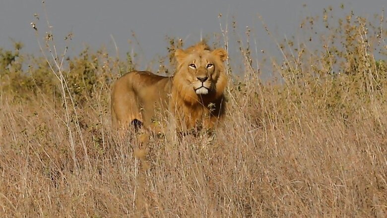 Lions Eat Rhino Poachers on South African Game Reserve