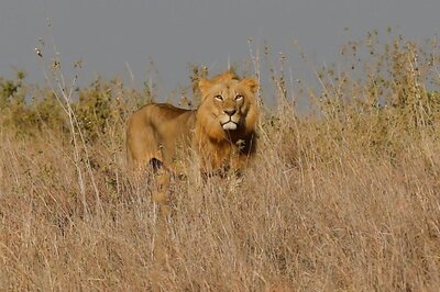 Lions Eat Rhino Poachers on South African Game Reserve