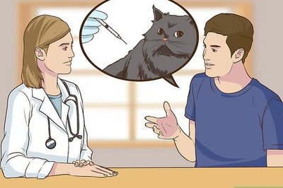 How to Make Sure Your Cat's Vaccinations Are Up to Date