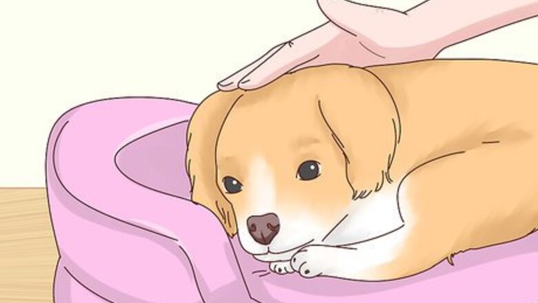 How to Recognize Signs of Anxiety in Dogs