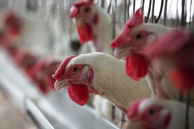 Avian Flu: 836 Birds Found Dead in Maharashtra, Samples Sent for Tests